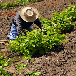 Worker weeding farm field