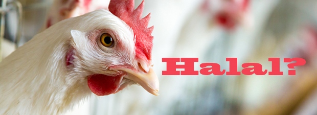 KFC Franchisee Halal Chicken
